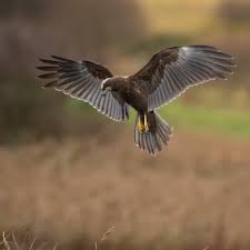 Image result for Pembrokeshire Harriers