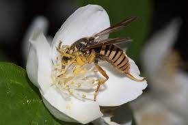 Attēlu rezultāti vaicājumam “Temnostoma vespiforme”