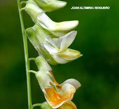 Attēlu rezultāti vaicājumam “Lathyrus laevigatus”