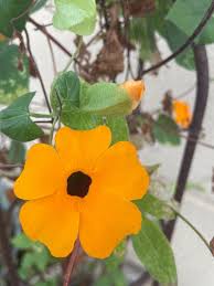 Image result for Thunbergia alata