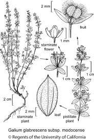 Attēlu rezultāti vaicājumam “Galium schultesii leaf”