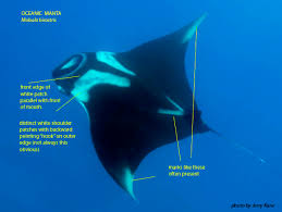Image result for Mobula alfredi