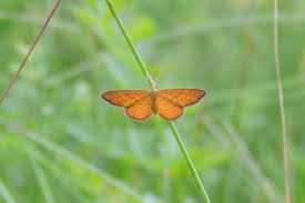 Attēlu rezultāti vaicājumam “Idaea serpentata”