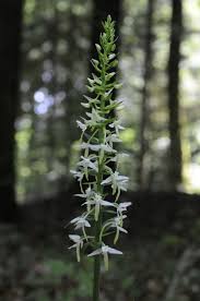 Attēlu rezultāti vaicājumam “Platanthera bifolia flower”