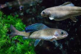 Image result for Thymallus thymallus