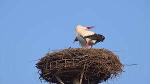 Attēlu rezultāti vaicājumam “Ciconia ciconia nest”