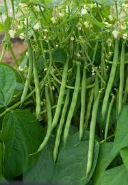 Image result for Buschbohnen