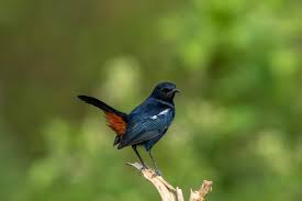 Attēlu rezultāti vaicājumam “Muscicapidae”