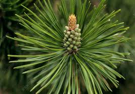 Attēlu rezultāti vaicājumam “Pinus sylvestris male flower”