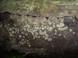 Attēlu rezultāti vaicājumam “Hyalorbilia inflatula”