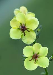 Attēlu rezultāti vaicājumam “Verbascum blattaria flower”