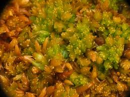 Attēlu rezultāti vaicājumam “Sphagnum compactum”