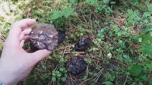 Attēlu rezultāti vaicājumam “Sarcosoma globosum”