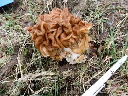 Attēlu rezultāti vaicājumam “Gyromitra gigas”