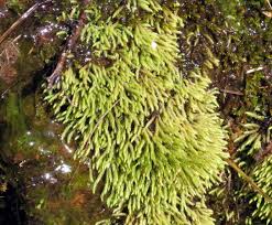 Attēlu rezultāti vaicājumam “Hedwigia ciliata”