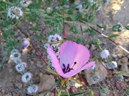 Attēlu rezultāti vaicājumam “Cribraria splendens”