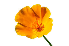 Attēlu rezultāti vaicājumam “Eschscholzia californica leaf”