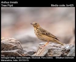Attēlu rezultāti vaicājumam “Anthus trivialis”