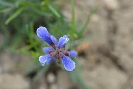 Attēlu rezultāti vaicājumam “Dracocephalum ruyschiana leaf”