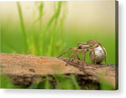 Attēlu rezultāti vaicājumam “Lycosidae”