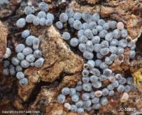 Attēlu rezultāti vaicājumam “Badhamia macrocarpa”