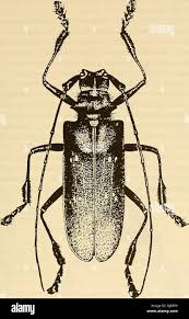 Attēlu rezultāti vaicājumam “Monochamus urussovi”