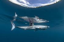 Image result for Isurus oxyrinchus