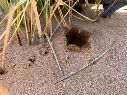Attēlu rezultāti vaicājumam “Peziza ammophila”