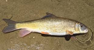 Image result for Moxostoma duquesnei