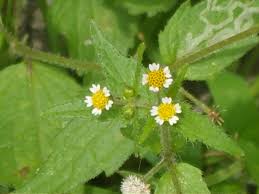 Attēlu rezultāti vaicājumam “Galinsoga quadriradiata”