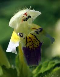 Attēlu rezultāti vaicājumam “Galeopsis speciosa flower”