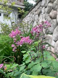 Attēlu rezultāti vaicājumam “Thalictrum aquilegifolium flower”
