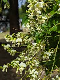 Attēlu rezultāti vaicājumam “Gleditsia triacanthos flower”