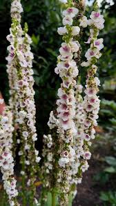 Attēlu rezultāti vaicājumam “Verbascum”