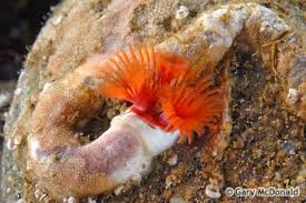 Attēlu rezultāti vaicājumam “Didymium serpula young”