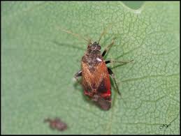 Attēlu rezultāti vaicājumam “Psallus sp.”