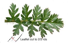 Attēlu rezultāti vaicājumam “Erodium cicutarium leaf”