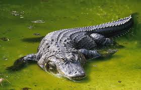 Image result for Alligator mississippiensis