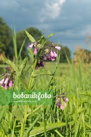 Image result for Symphytum officinale