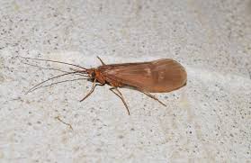 Attēlu rezultāti vaicājumam “Potamophylax”