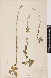 Attēlu rezultāti vaicājumam “Cardaminopsis arenosa”