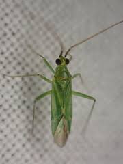 Attēlu rezultāti vaicājumam “Blepharidopterus angulatus”