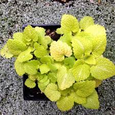 Attēlu rezultāti vaicājumam “Lamium maculatum”