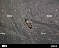 Attēlu rezultāti vaicājumam “Sciota fumella”