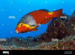 Image result for Sparisoma cretense