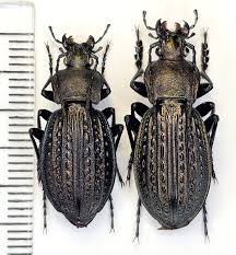 Attēlu rezultāti vaicājumam “Carabus cancellatus”