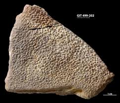 Attēlu rezultāti vaicājumam “Laccognathus panderi”