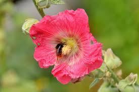 Image result for Stockrose