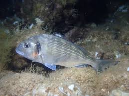 Image result for Sparus aurata