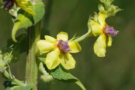 Attēlu rezultāti vaicājumam “Verbascum nigrum”